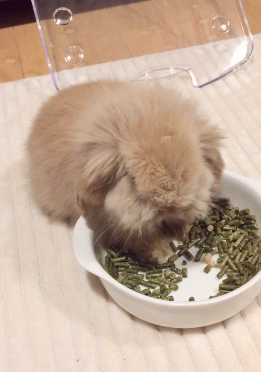 うさぎの写真