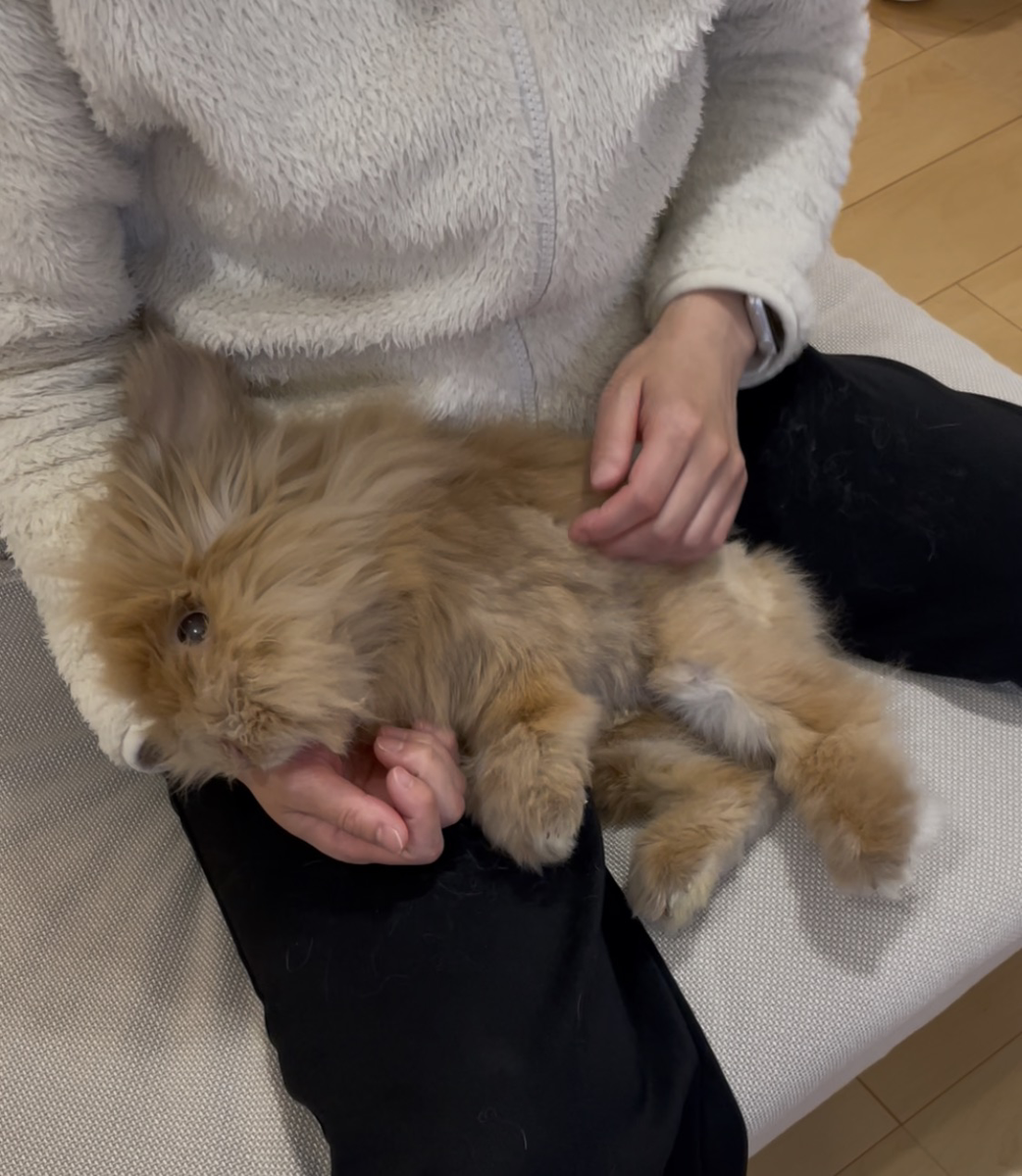 うさぎの写真