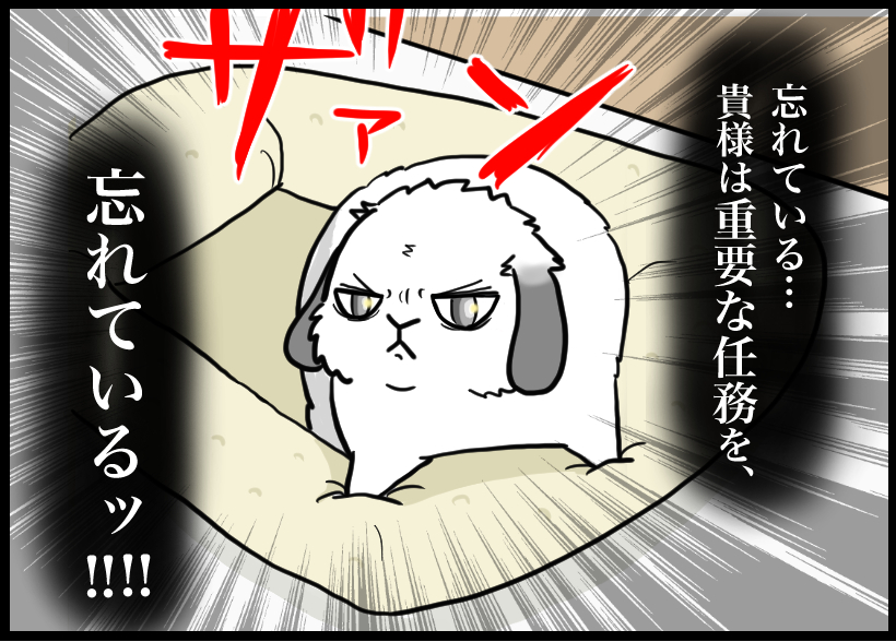 うさぎの写真