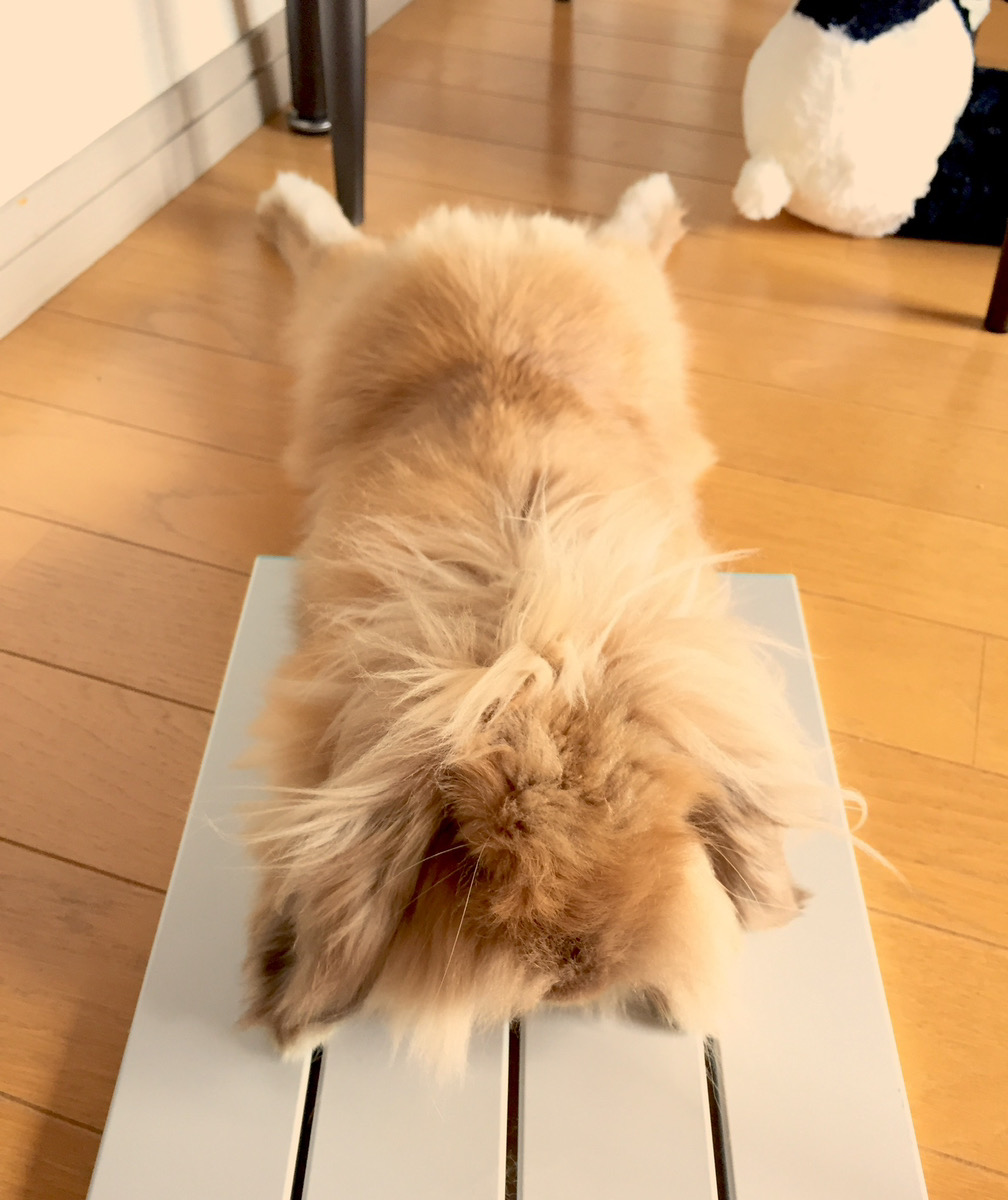 うさぎの写真