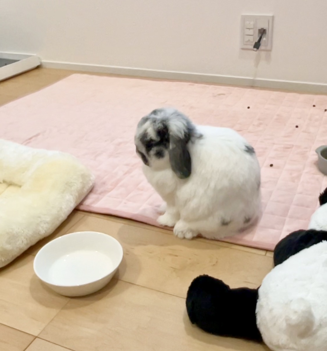 うさぎの写真