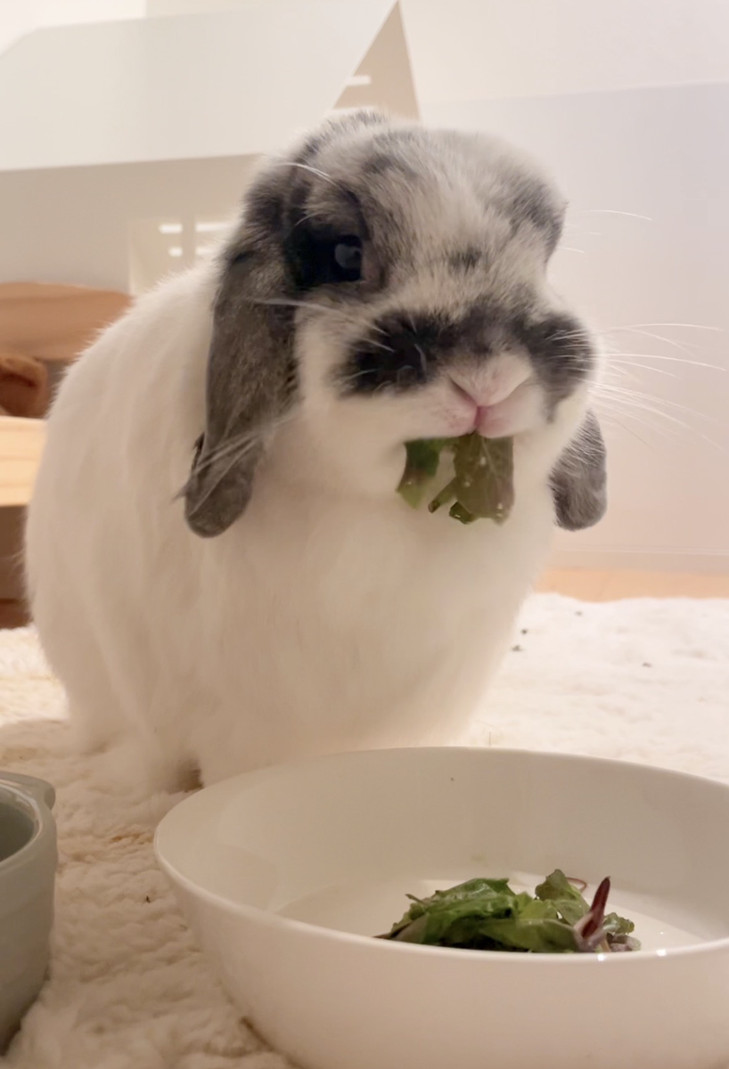 うさぎの写真
