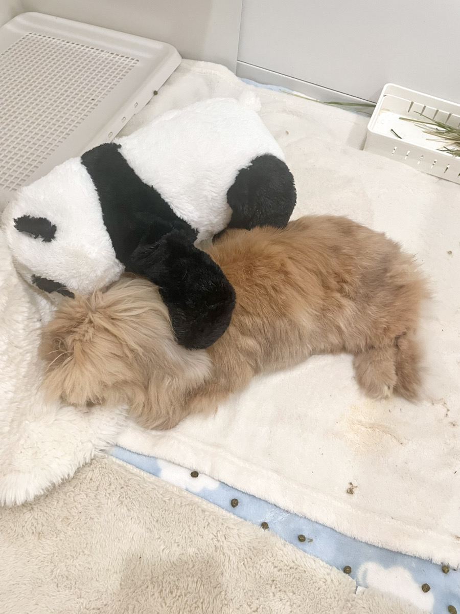 うさぎの写真