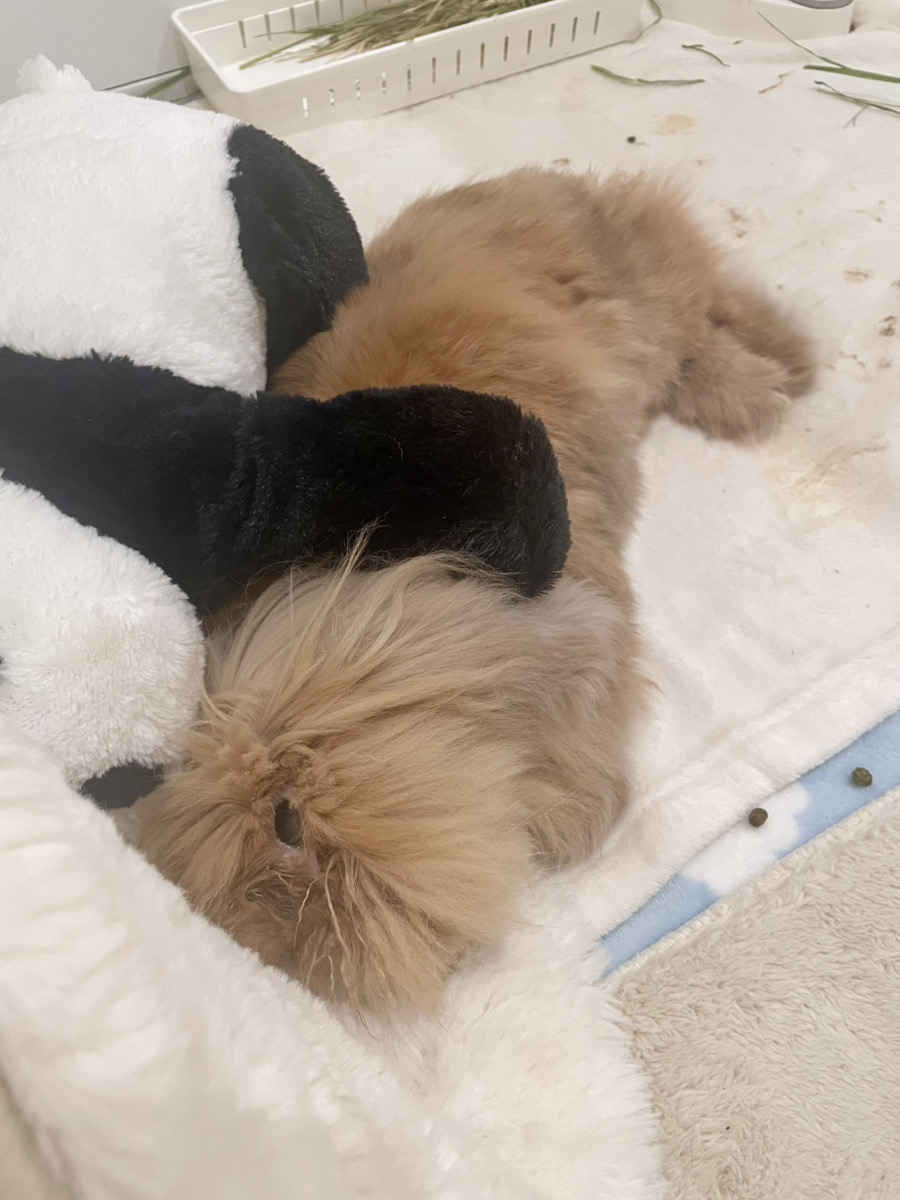 うさぎの写真