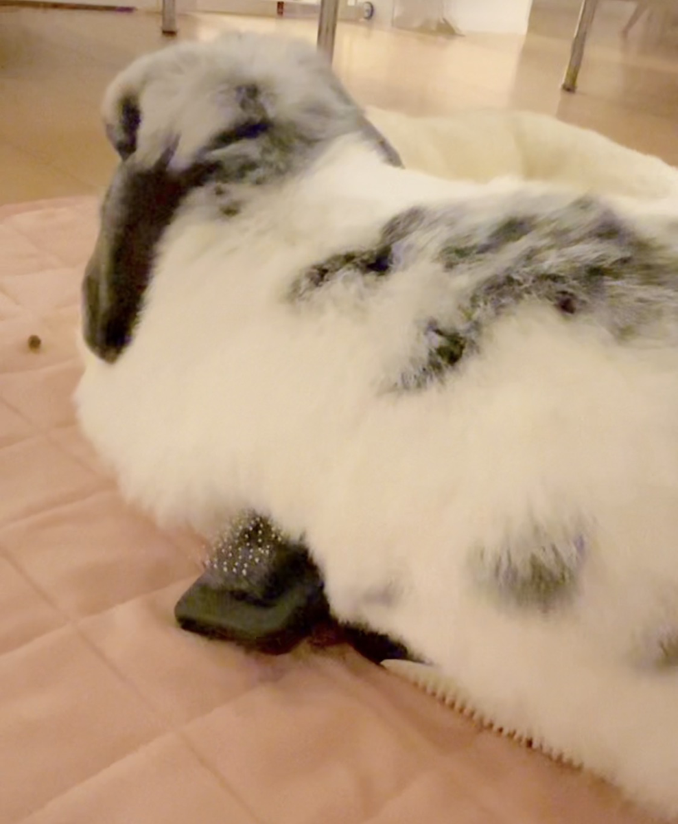うさぎの写真