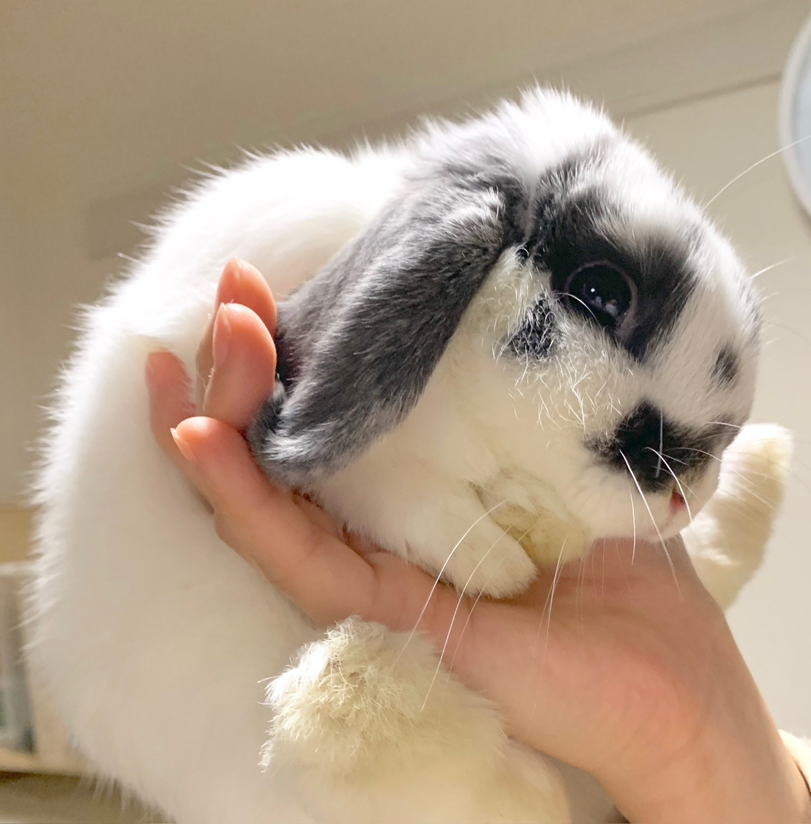 うさぎの写真