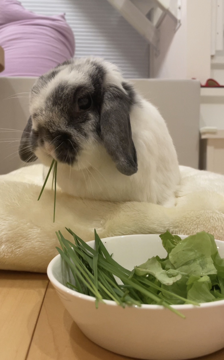 うさぎの写真