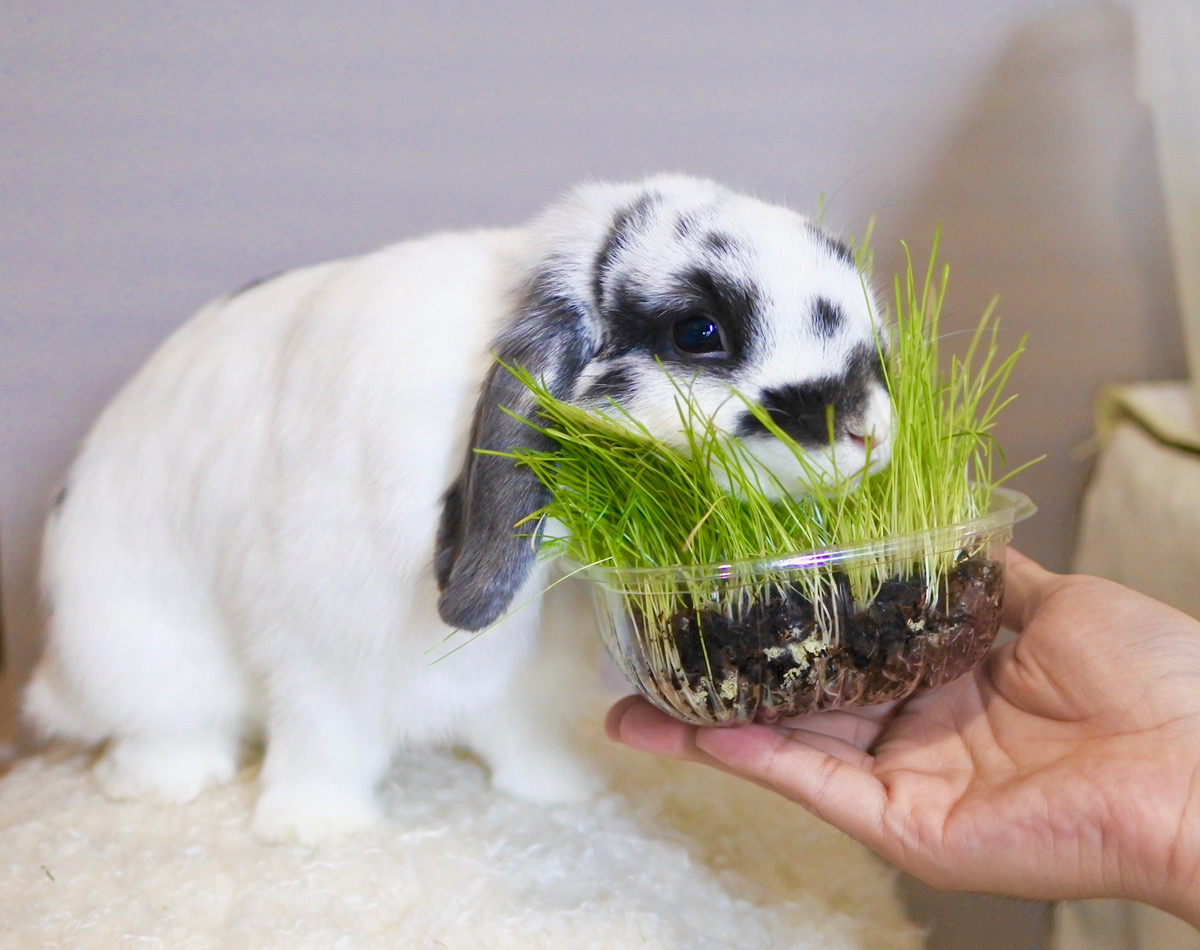 うさぎの写真