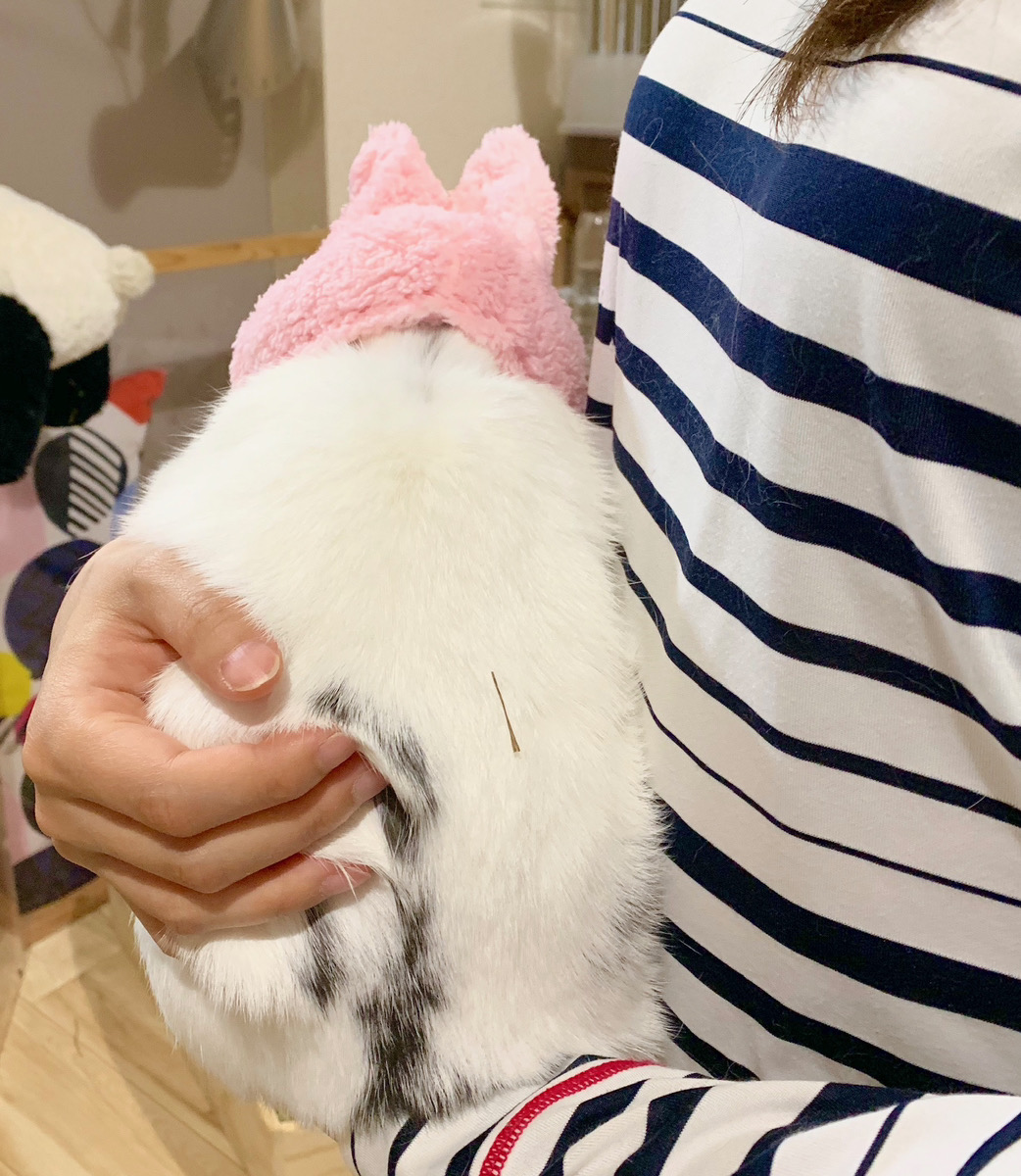 うさぎの写真
