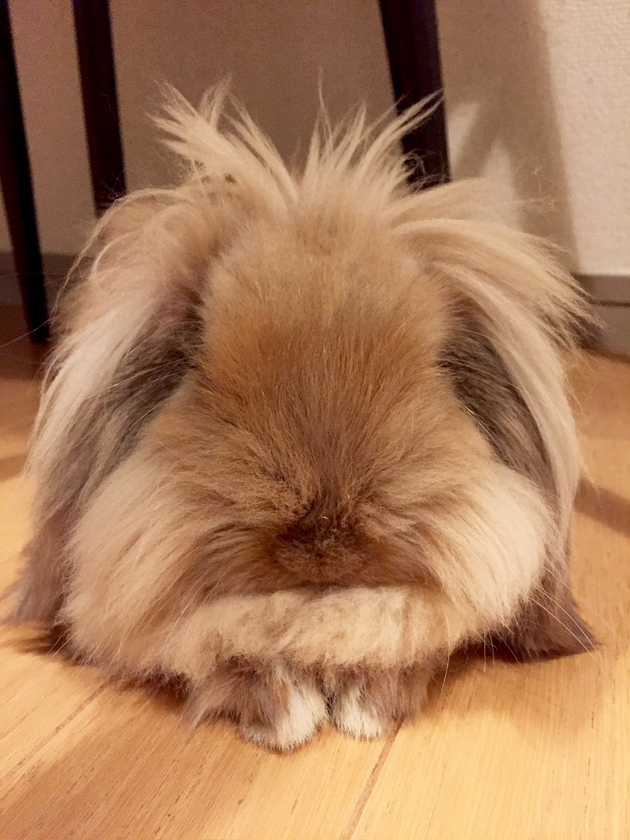 うさぎの写真