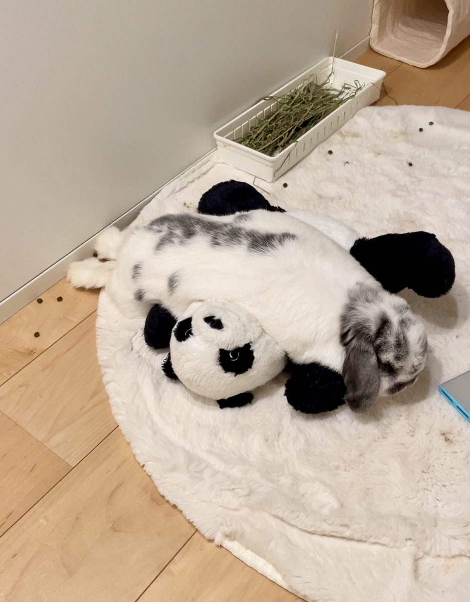 うさぎの写真