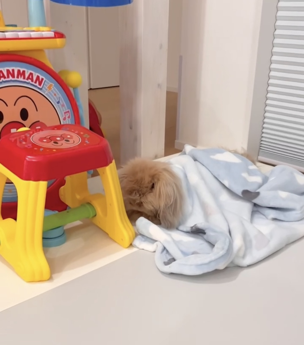 うさぎの写真