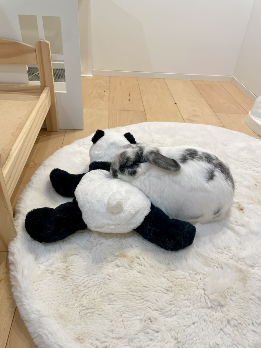 うさぎの写真