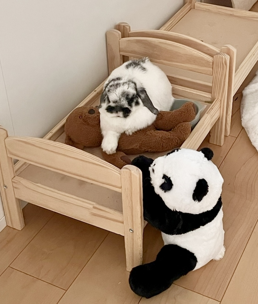 うさぎの写真