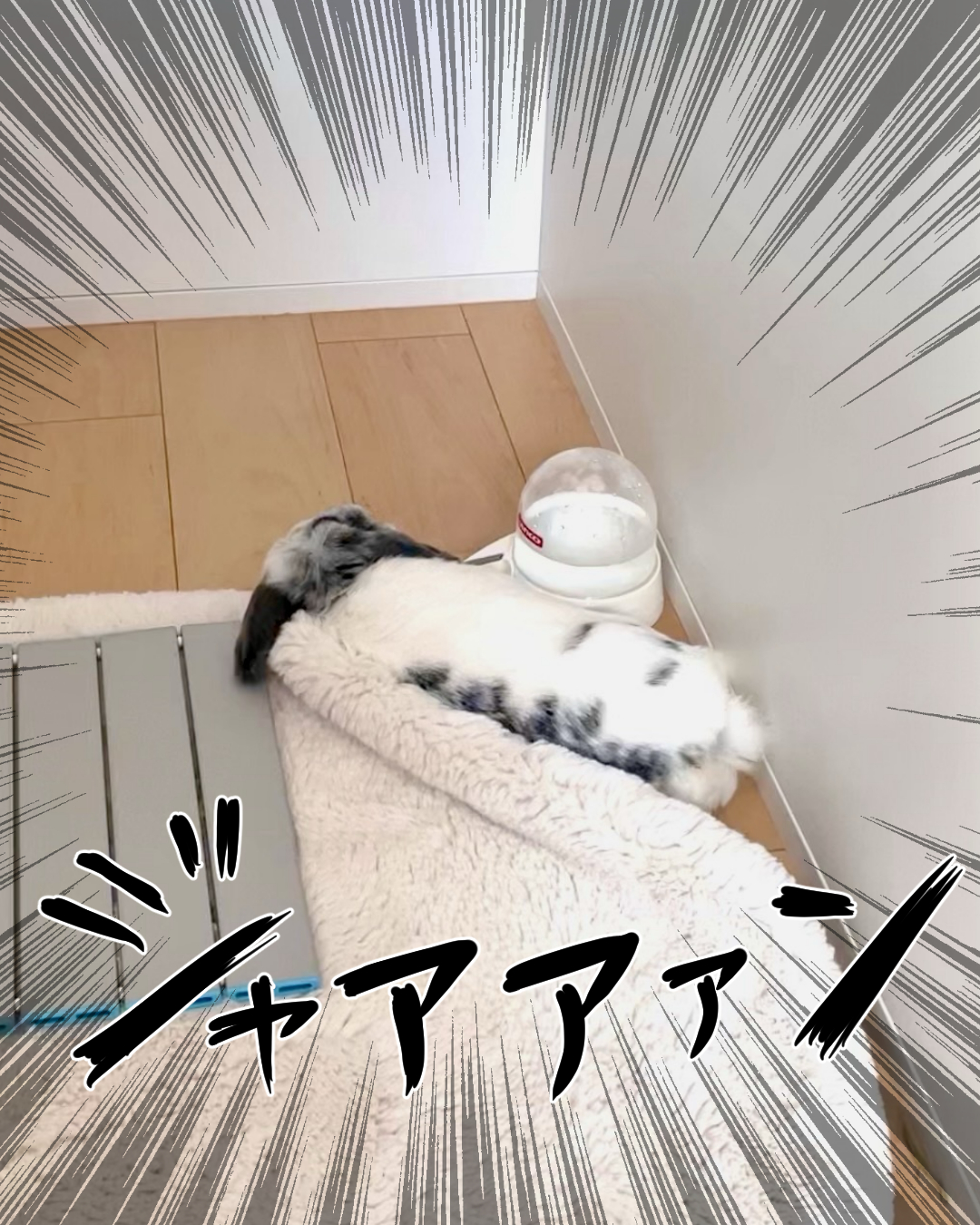 うさぎの写真