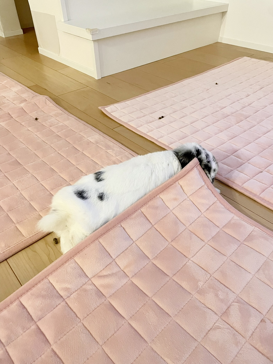 うさぎの写真