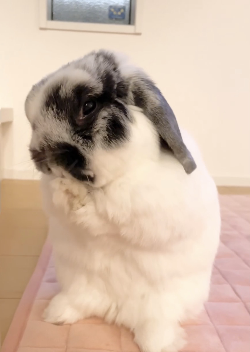 うさぎの写真